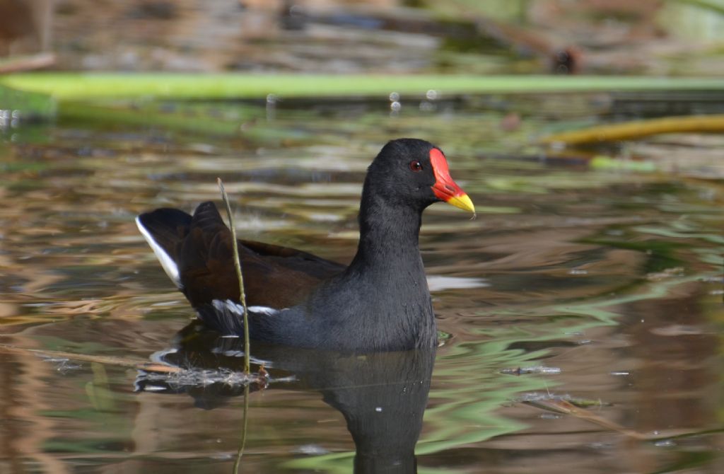 Gallinella